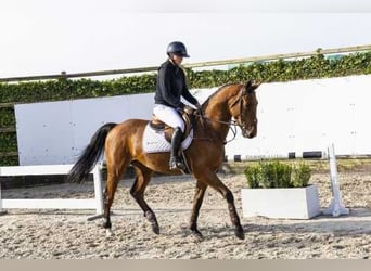 Zangersheider, Wallach, 4 Jahre, 164 cm, Brauner