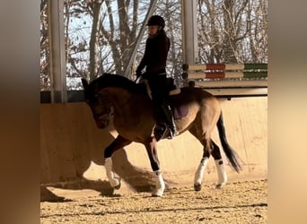 Zangersheider, Wallach, 4 Jahre, 165 cm, Brauner