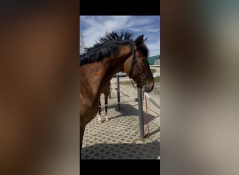 Zangersheider, Wallach, 4 Jahre, 165 cm, Brauner