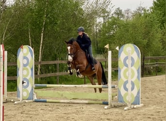 Zangersheider, Wallach, 4 Jahre, 165 cm, Brauner