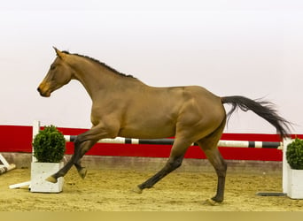 Zangersheider, Wallach, 4 Jahre, 165 cm, Brauner