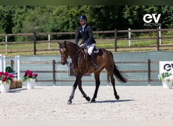 Zangersheider, Wallach, 4 Jahre, 165 cm, Dunkelbrauner