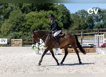 Zangersheider, Wallach, 4 Jahre, 165 cm, Dunkelbrauner