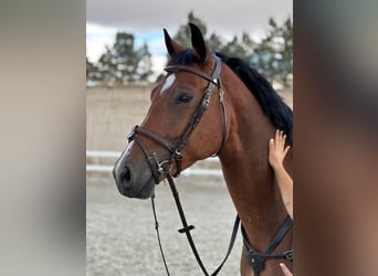 Zangersheider, Wallach, 4 Jahre, 165 cm, Dunkelbrauner