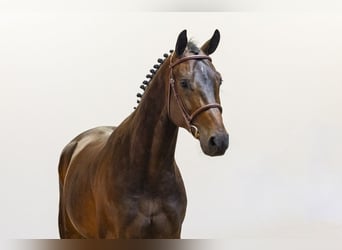 Zangersheider, Wallach, 4 Jahre, 165 cm, Rotbrauner
