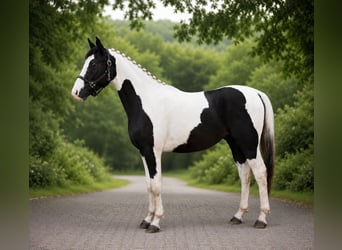 Zangersheider, Wallach, 4 Jahre, 165 cm, Schecke