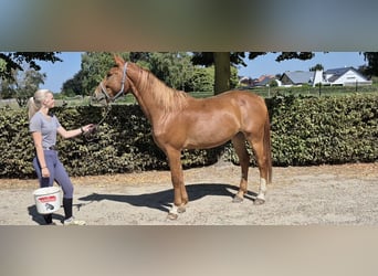 Zangersheider, Wallach, 4 Jahre, 165 cm