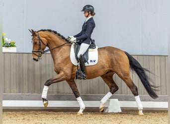 Zangersheider, Wallach, 4 Jahre, 166 cm, Brauner