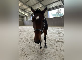 Zangersheider, Wallach, 4 Jahre, 166 cm, Brauner