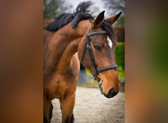 Zangersheider, Wallach, 4 Jahre, 166 cm, Brauner