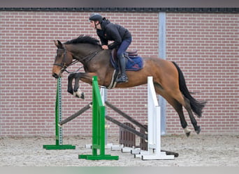 Zangersheider, Wallach, 4 Jahre, 166 cm, Brauner