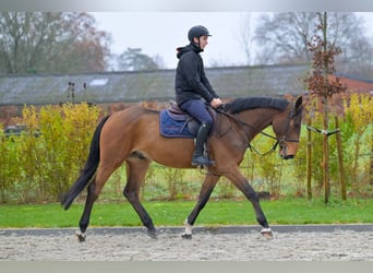 Zangersheider, Wallach, 4 Jahre, 166 cm, Brauner