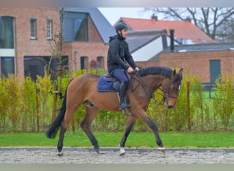 Zangersheider, Wallach, 4 Jahre, 166 cm, Brauner