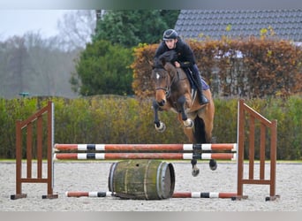 Zangersheider, Wallach, 4 Jahre, 166 cm, Brauner