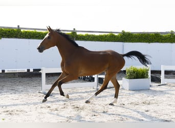 Zangersheider, Wallach, 4 Jahre, 166 cm, Fuchs