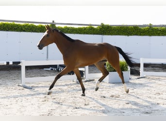 Zangersheider, Wallach, 4 Jahre, 166 cm, Fuchs