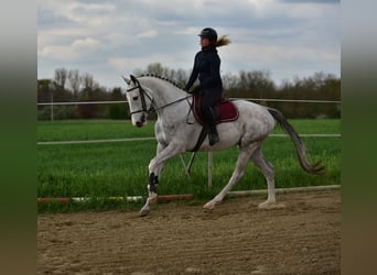 Zangersheider, Wallach, 4 Jahre, 166 cm, Schimmel