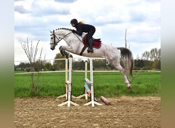 Zangersheider, Wallach, 4 Jahre, 166 cm, Schimmel