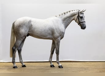 Zangersheider, Wallach, 4 Jahre, 166 cm, Schimmel