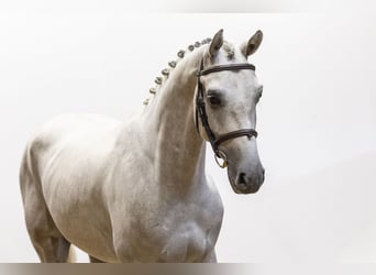 Zangersheider, Wallach, 4 Jahre, 166 cm, Schimmel