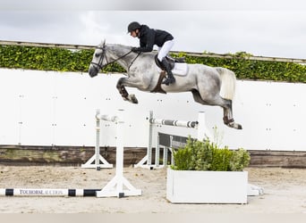 Zangersheider, Wallach, 4 Jahre, 166 cm, Schimmel