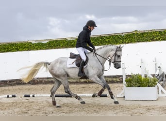 Zangersheider, Wallach, 4 Jahre, 166 cm, Schimmel