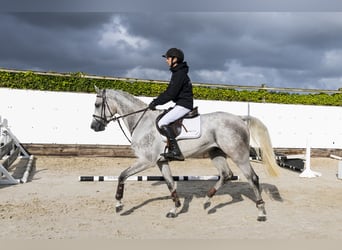 Zangersheider, Wallach, 4 Jahre, 166 cm, Schimmel