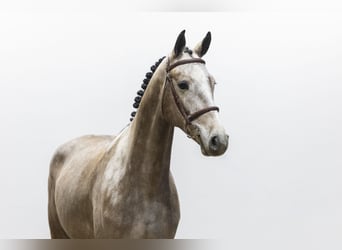 Zangersheider, Wallach, 4 Jahre, 166 cm