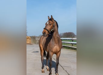 Zangersheider, Wallach, 4 Jahre, 167 cm, Brauner