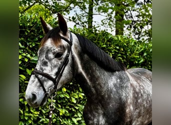 Zangersheider, Wallach, 4 Jahre, 167 cm, Braunfalbschimmel
