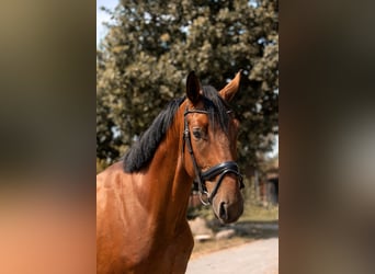 Zangersheider, Wallach, 4 Jahre, 167 cm, Rotbrauner