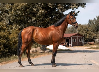 Zangersheider, Wallach, 4 Jahre, 167 cm, Rotbrauner
