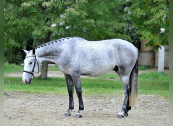 Zangersheider, Wallach, 4 Jahre, 167 cm, Schimmel