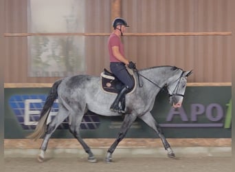 Zangersheider, Wallach, 4 Jahre, 167 cm, Schimmel