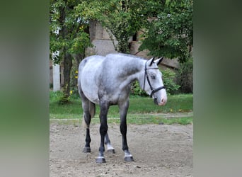 Zangersheider, Wallach, 4 Jahre, 167 cm, Schimmel
