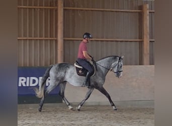 Zangersheider, Wallach, 4 Jahre, 167 cm, Schimmel