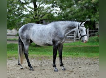 Zangersheider, Wallach, 4 Jahre, 167 cm, Schimmel