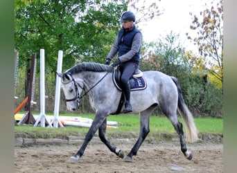 Zangersheider, Wallach, 4 Jahre, 167 cm, Schimmel