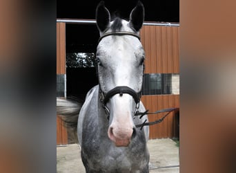Zangersheider, Wallach, 4 Jahre, 167 cm, Schimmel