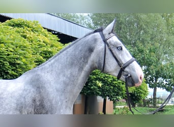 Zangersheider, Wallach, 4 Jahre, 167 cm, Schimmel
