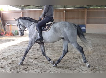 Zangersheider, Wallach, 4 Jahre, 167 cm, Schimmel