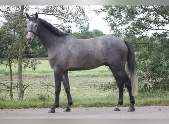 Zangersheider, Wallach, 4 Jahre, 167 cm, Schimmel