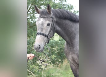 Zangersheider, Wallach, 4 Jahre, 167 cm, Schimmel