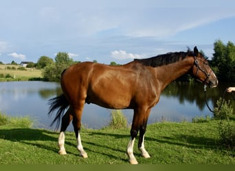 Zangersheider, Wallach, 4 Jahre, 168 cm, Brauner