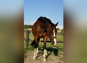 Zangersheider, Wallach, 4 Jahre, 168 cm, Brauner
