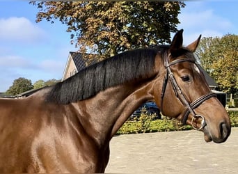 Zangersheider, Wallach, 4 Jahre, 168 cm, Dunkelbrauner