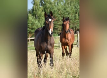 Zangersheider, Wallach, 4 Jahre, 168 cm, Dunkelbrauner