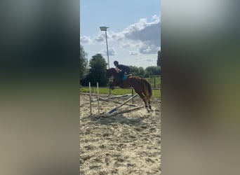 Zangersheider, Wallach, 4 Jahre, 168 cm, Fuchs