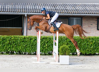 Zangersheider, Wallach, 4 Jahre, 168 cm, Fuchs