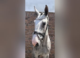 Zangersheider, Wallach, 4 Jahre, 169 cm, Apfelschimmel